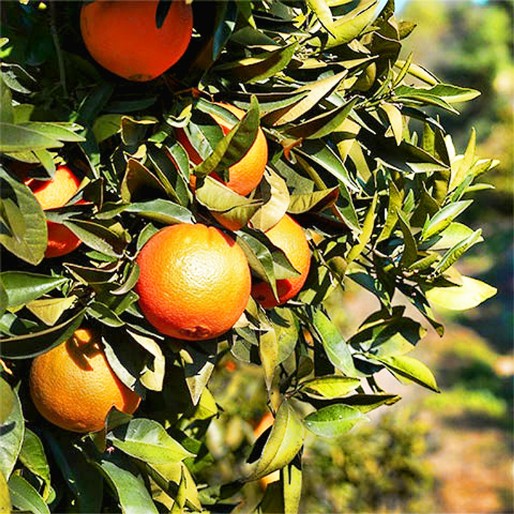 Orange tree in the Sierra de las Nieves